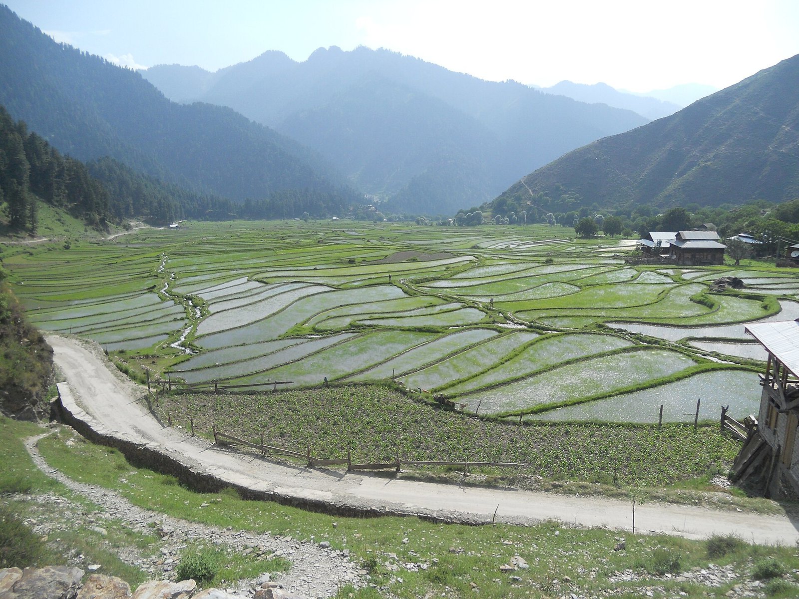 Leepa Valley: terraced rice fields in Azad Kashmir