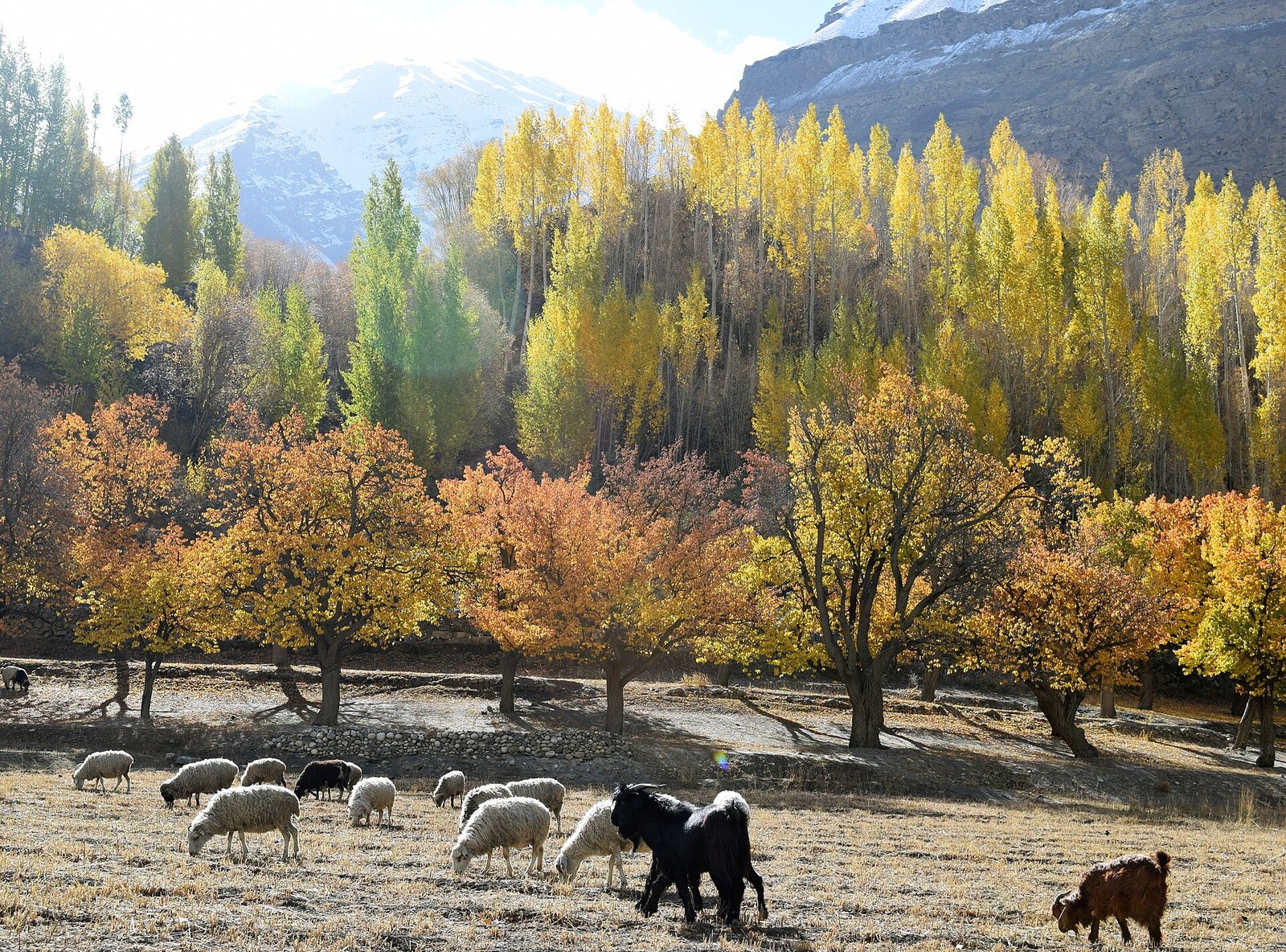 Shimshal Valley in autumn colours, Upper Hunza