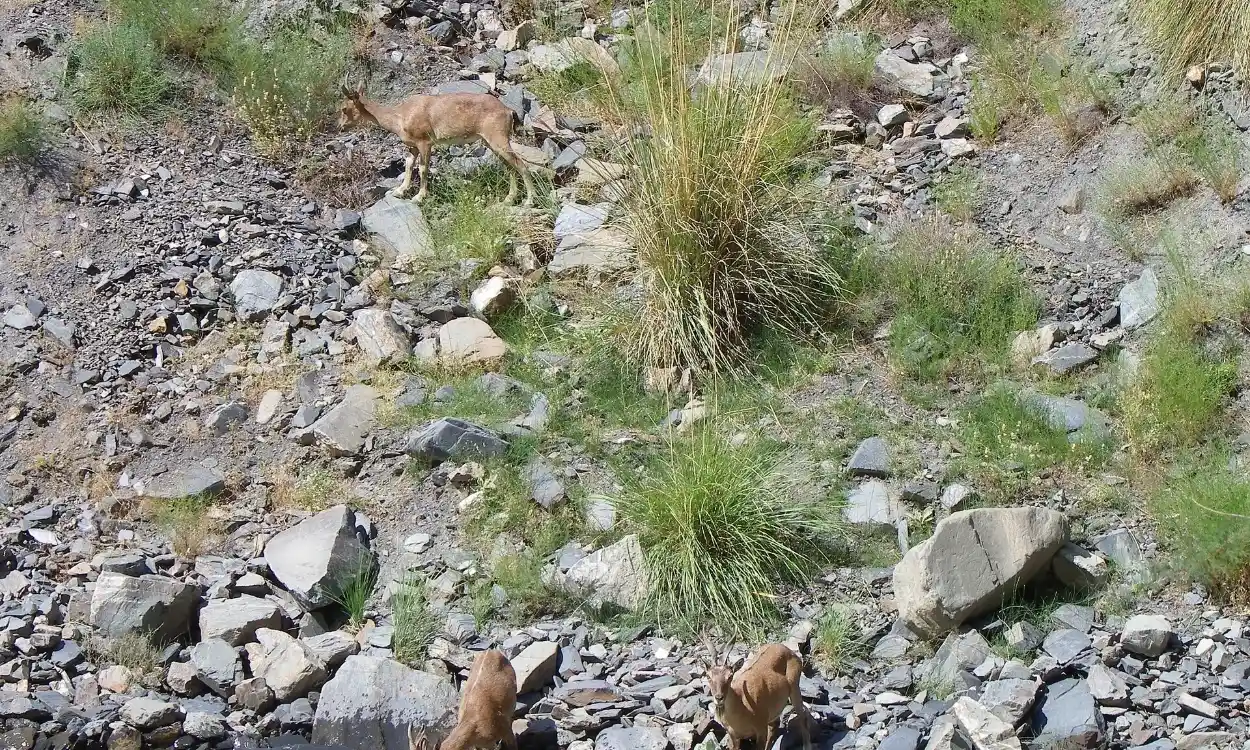 Wild markhor on a rocky slope beside a stream in northern Pakistan