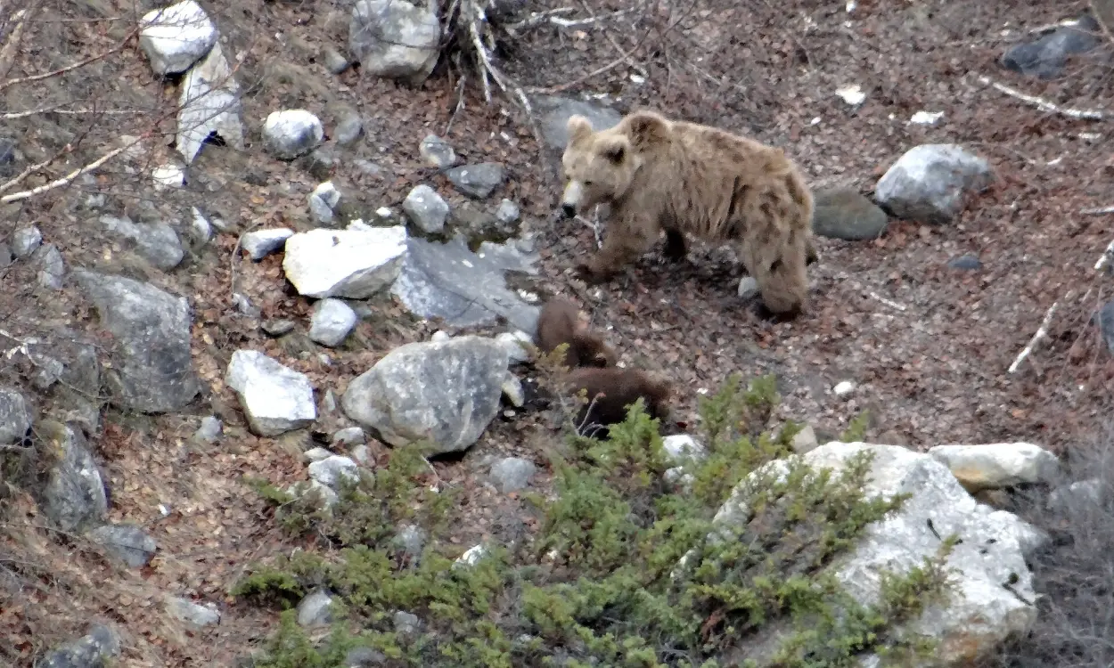 A Himalayan brown bear with cubs on a rocky mountain slope