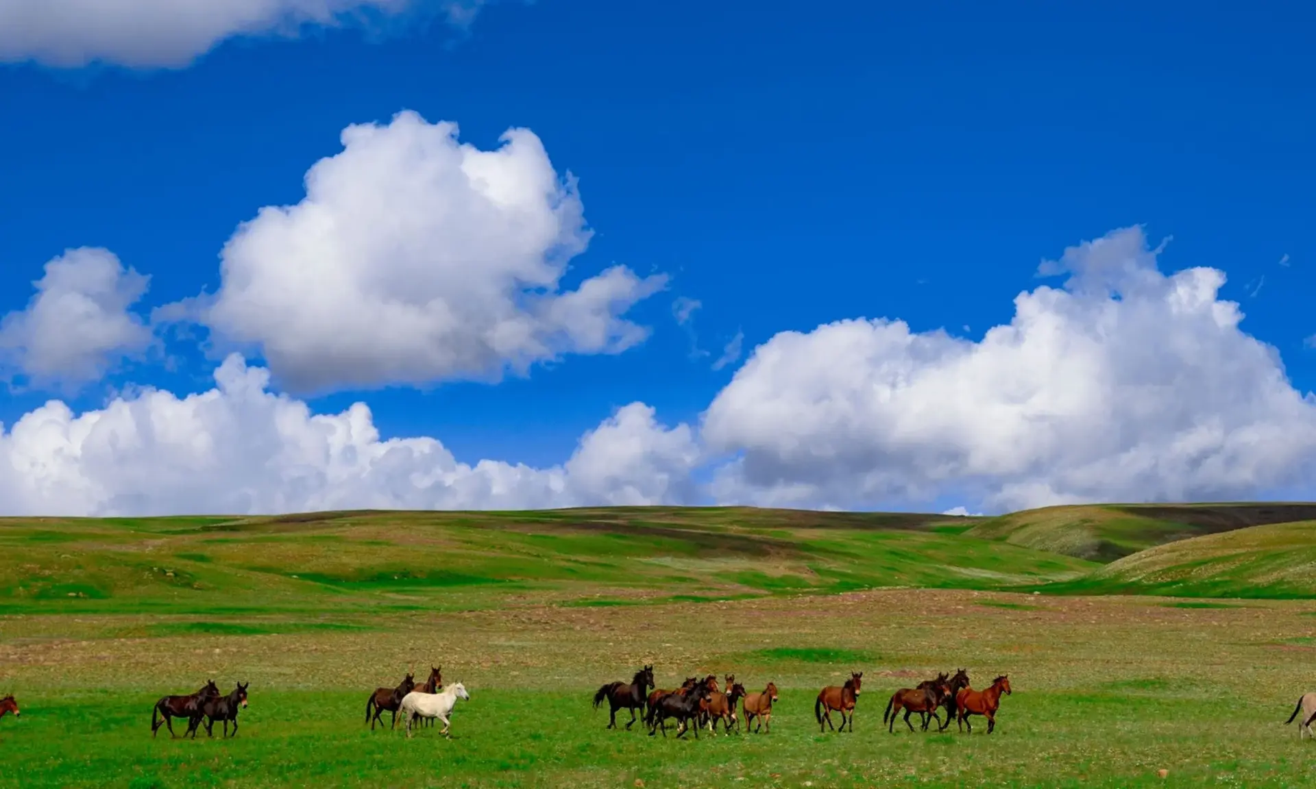 Wild horses grazing on the Deosai Plains, Gilgit-Baltistan