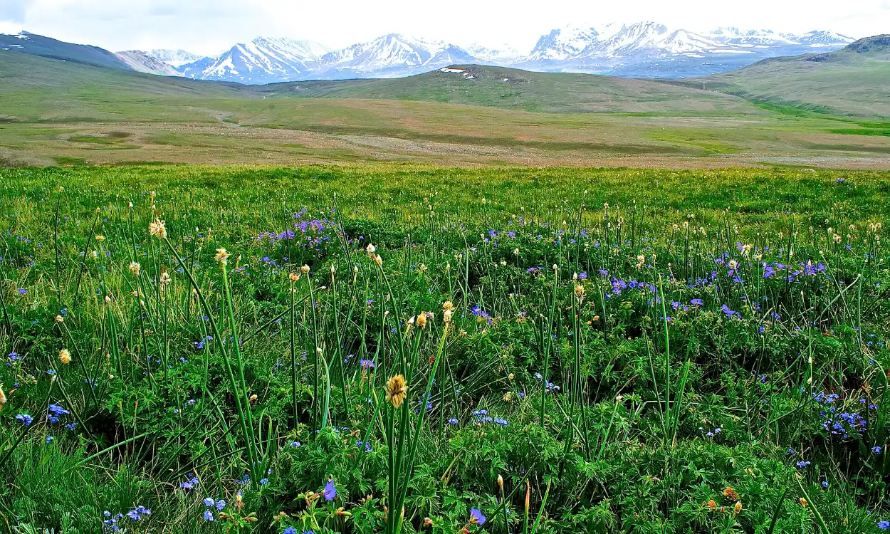 Wildflowers carpeting the Deosai Plains in summer, Deosai National Park, Pakistan
