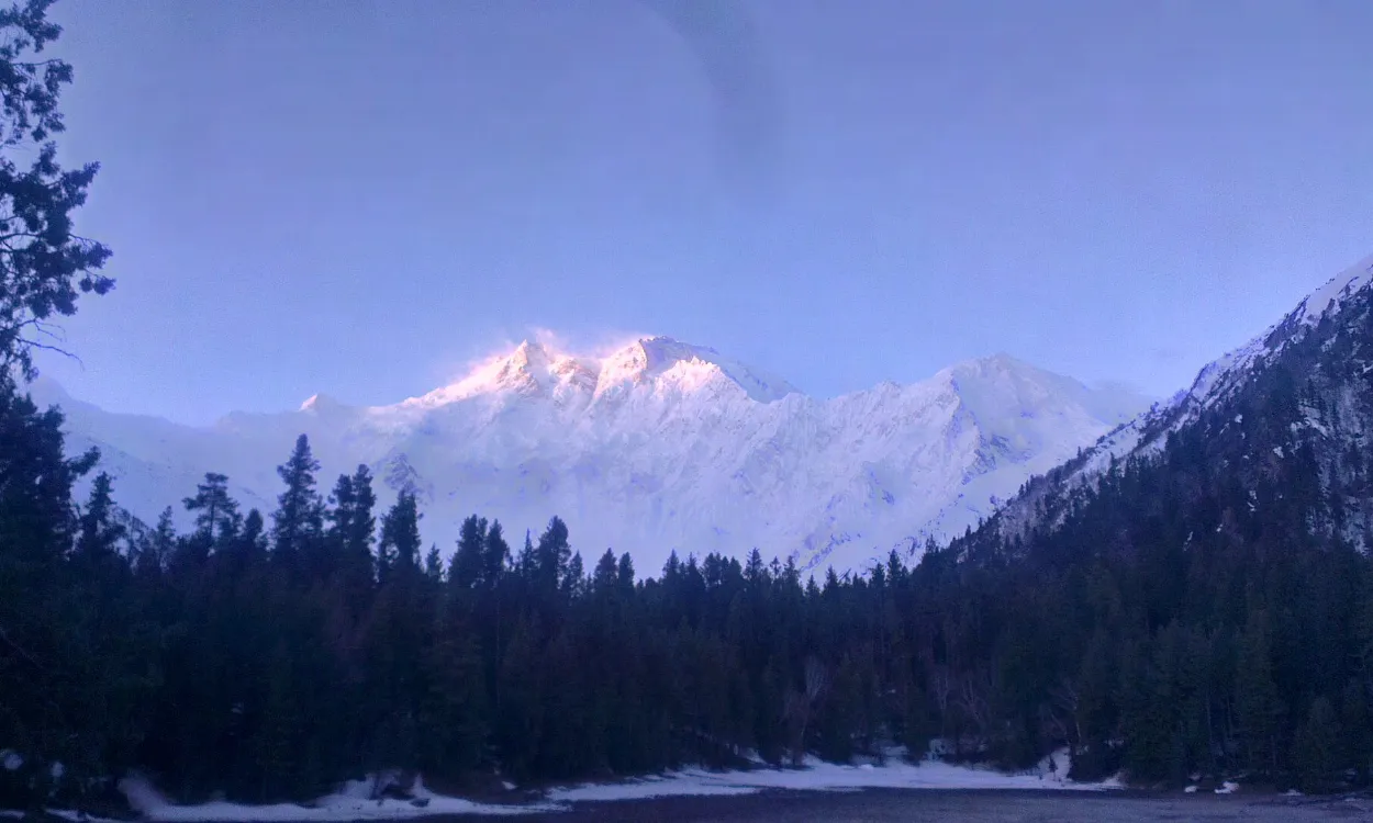 Nanga Parbat glowing at dawn above the pine forest of Fairy Meadows, Pakistan