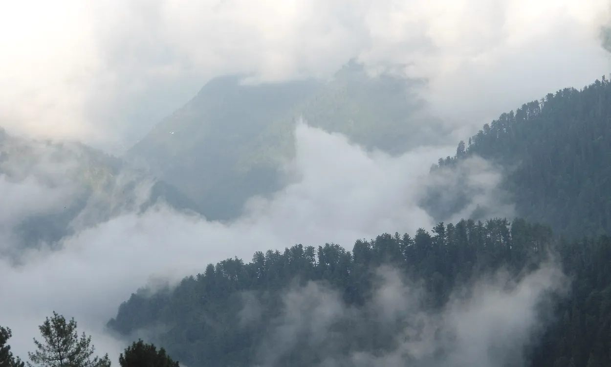 Mist drifting through the pine-covered hills of Ayubia National Park in the Galiyat, Pakistan