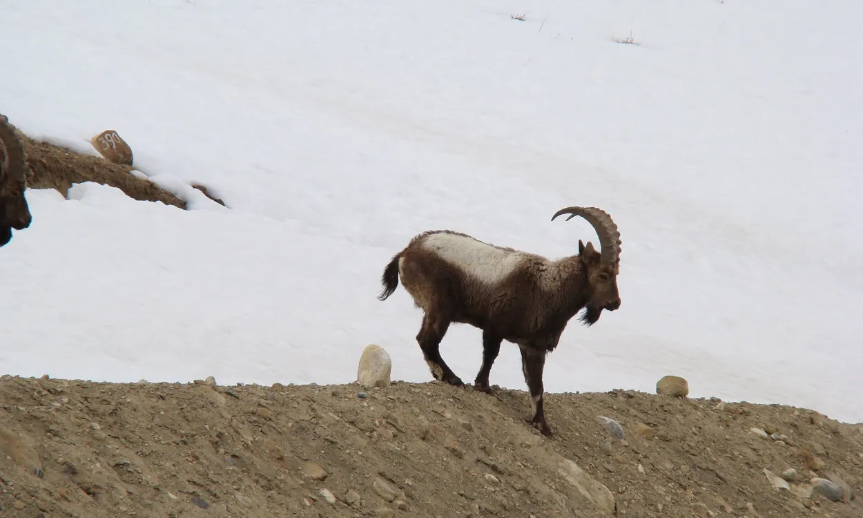 A Himalayan ibex walking on a snowy mountain slope