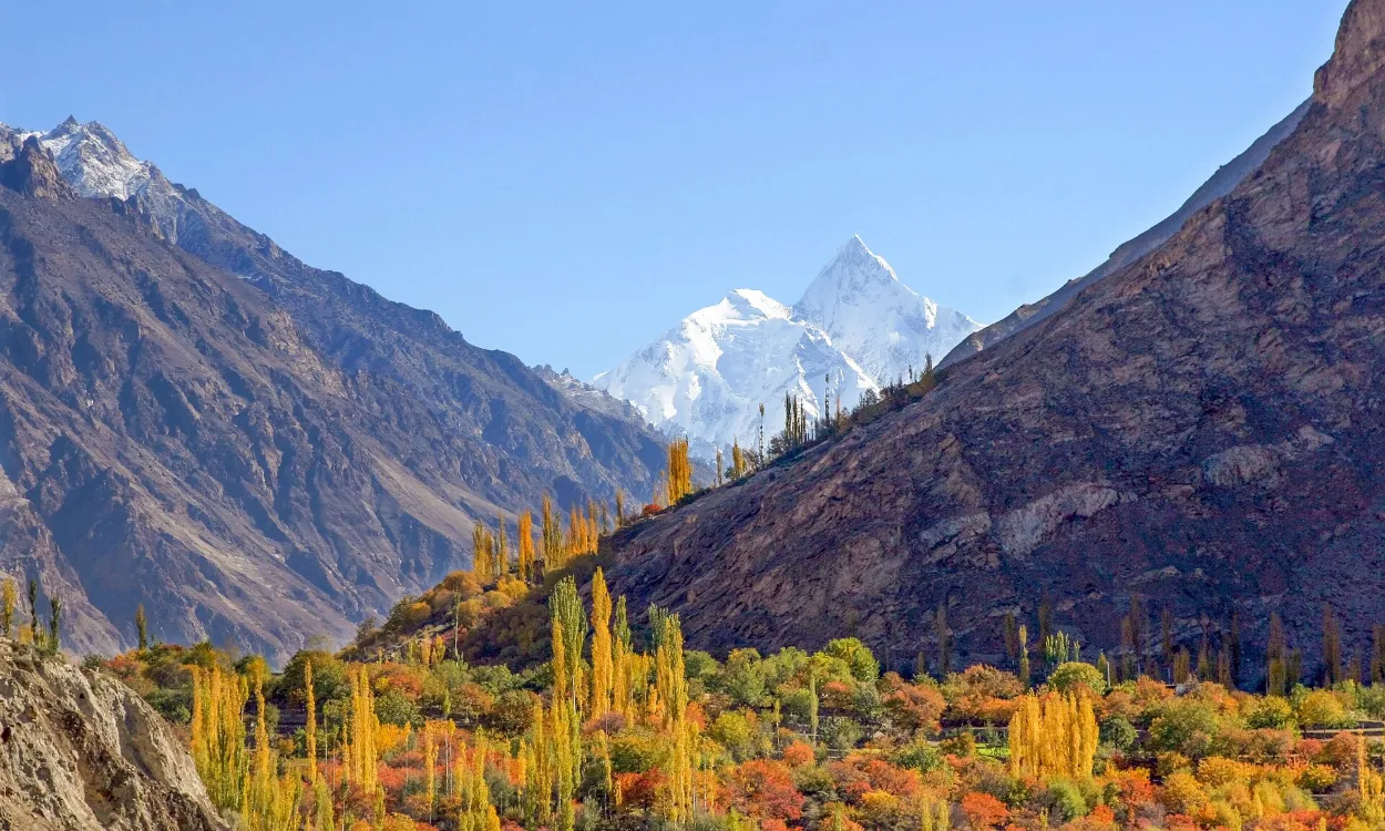 Golden autumn poplars below snowy Karakoram peaks in Hunza Valley, Pakistan
