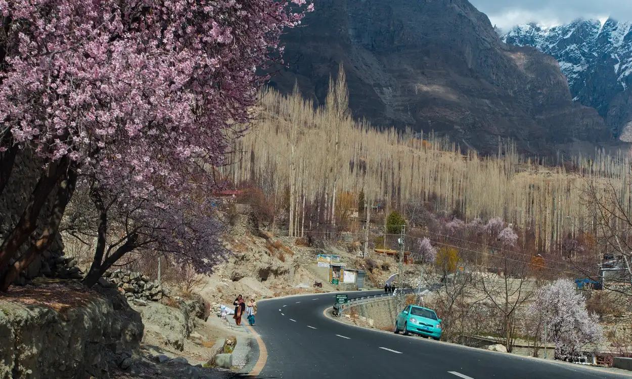 Pink cherry blossom along the road in Hunza Valley in spring, Pakistan