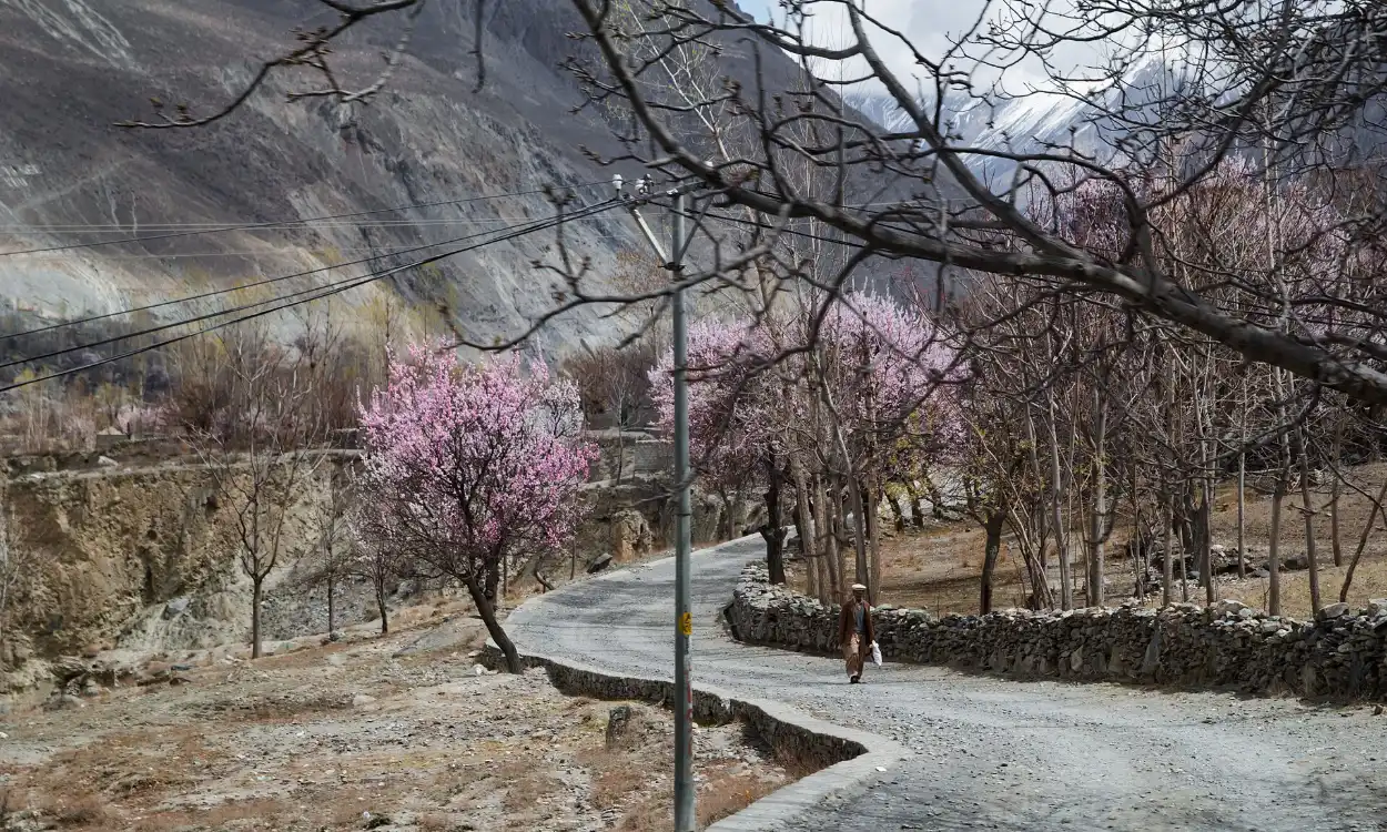 Pink spring blossom trees lining a road in Hunza Valley, Gilgit-Baltistan, Pakistan