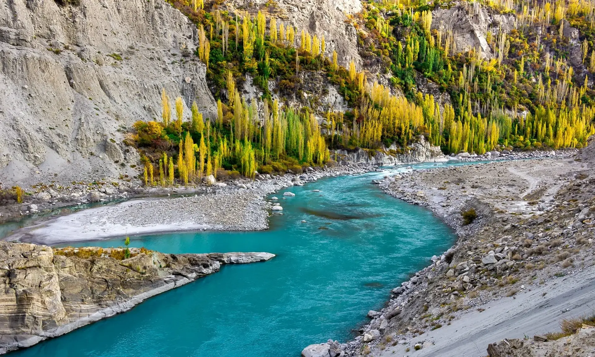 The Hunza River winding past golden autumn poplars in Hunza Valley, Pakistan