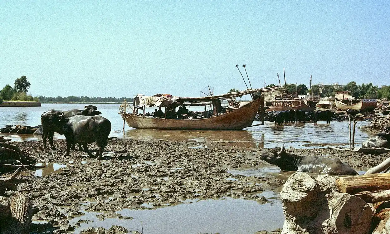 Traditional wooden boats on the Indus River at Sukkur, home of the Indus river dolphin, Sindh, Pakistan
