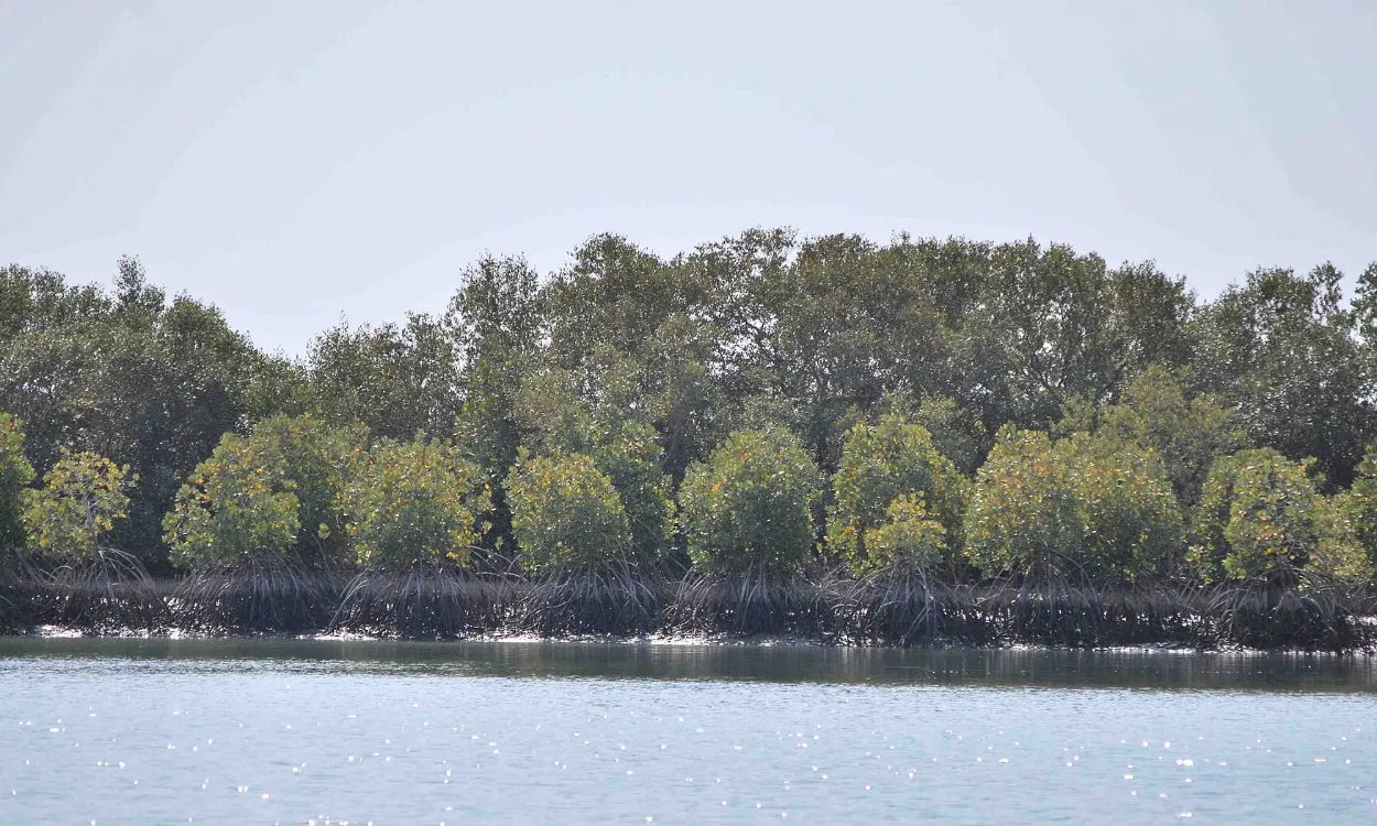 Mangrove forest along the Karachi coast, Sindh, Pakistan