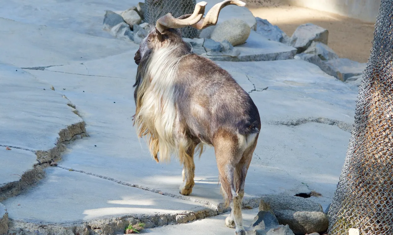 A male markhor with long spiral horns and a flowing beard