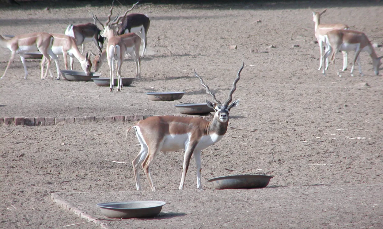 Blackbuck antelope in Lal Suhanra National Park near Bahawalpur, Pakistan