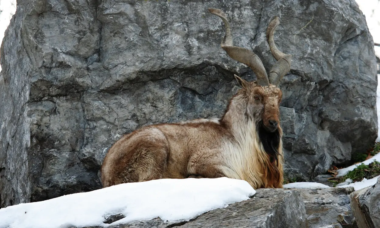 A markhor, the national animal of Pakistan, with its spiral horns