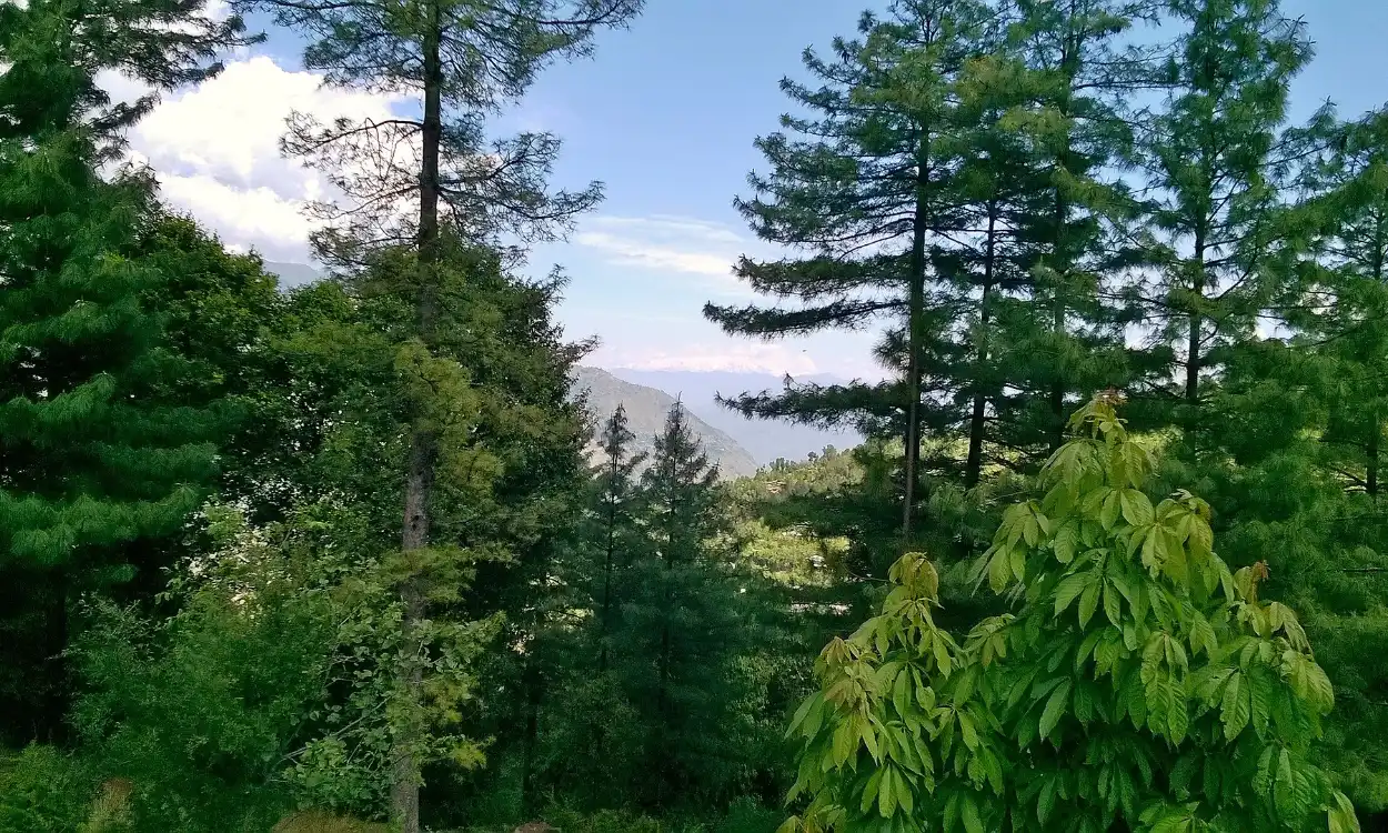 Tall pine forests on the hills of Nathia Gali in the Galiyat, Pakistan