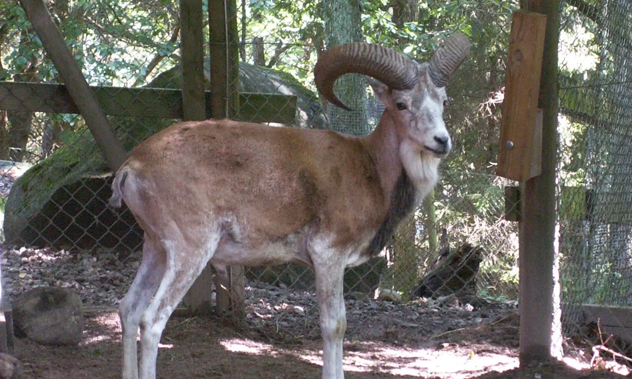A male urial wild sheep with curved horns