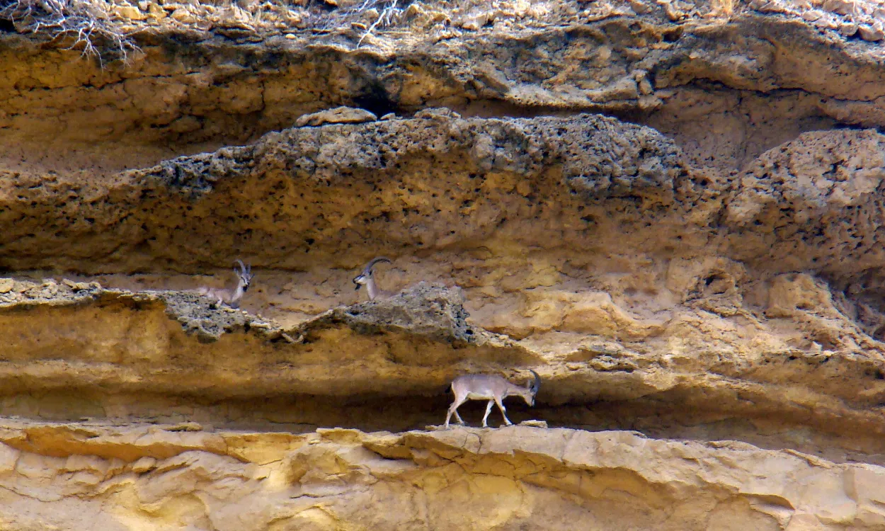 A Sindh ibex on the sandstone cliffs of Kirthar National Park, Sindh, Pakistan