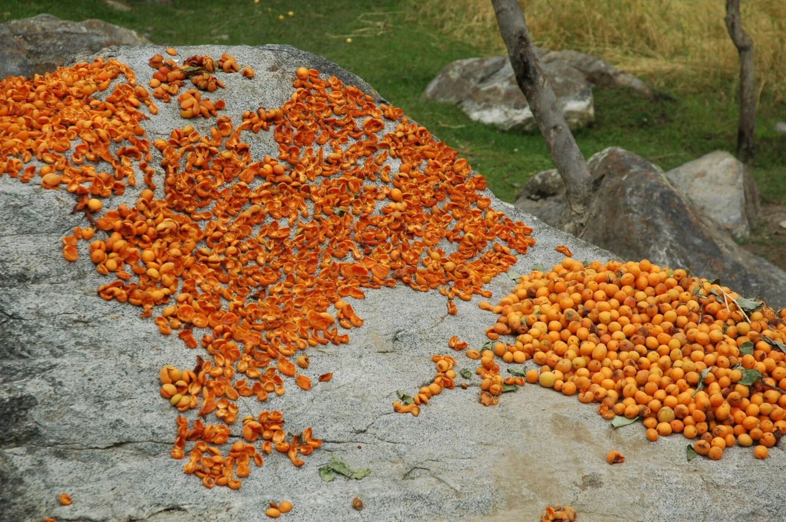 Skardu Apricot & Balti Food Tour: Apricots drying in the sun in Skardu, Baltistan, Pakistan