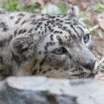 Snow Leopard Tour, Pakistan