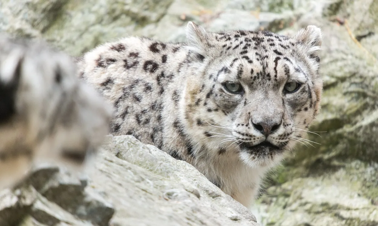 A snow leopard moving behind rocks