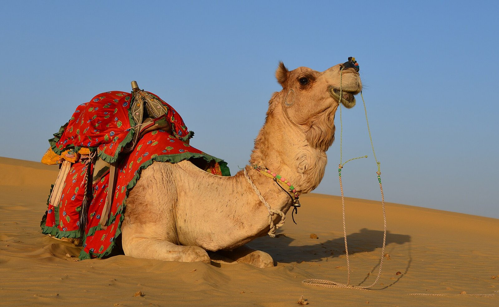 A dromedary camel in the Thar Desert, Tharparkar